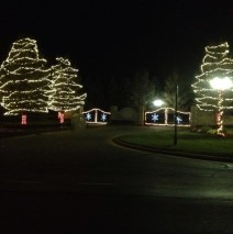 Circled Trees and lighted gate