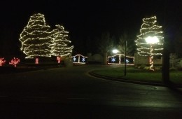 Circled Trees and lighted gate